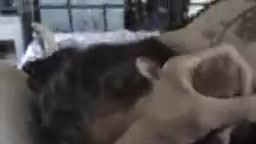 Colombiana Bogota sucks my balls while jerking off